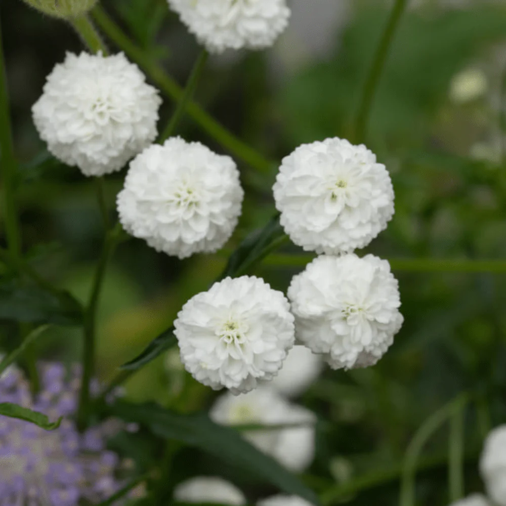 Achillea Double Pearl - Image 3