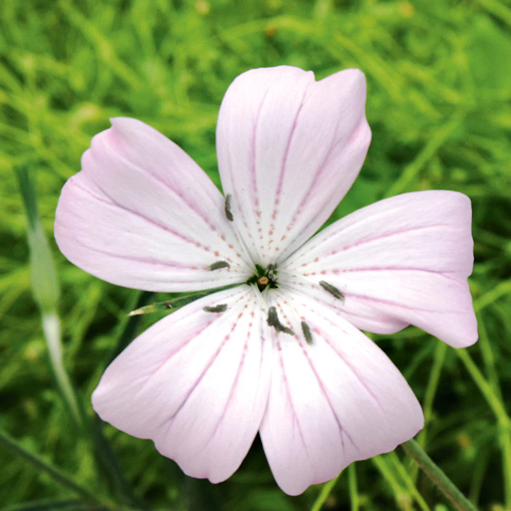 Agrostemma Light Rose