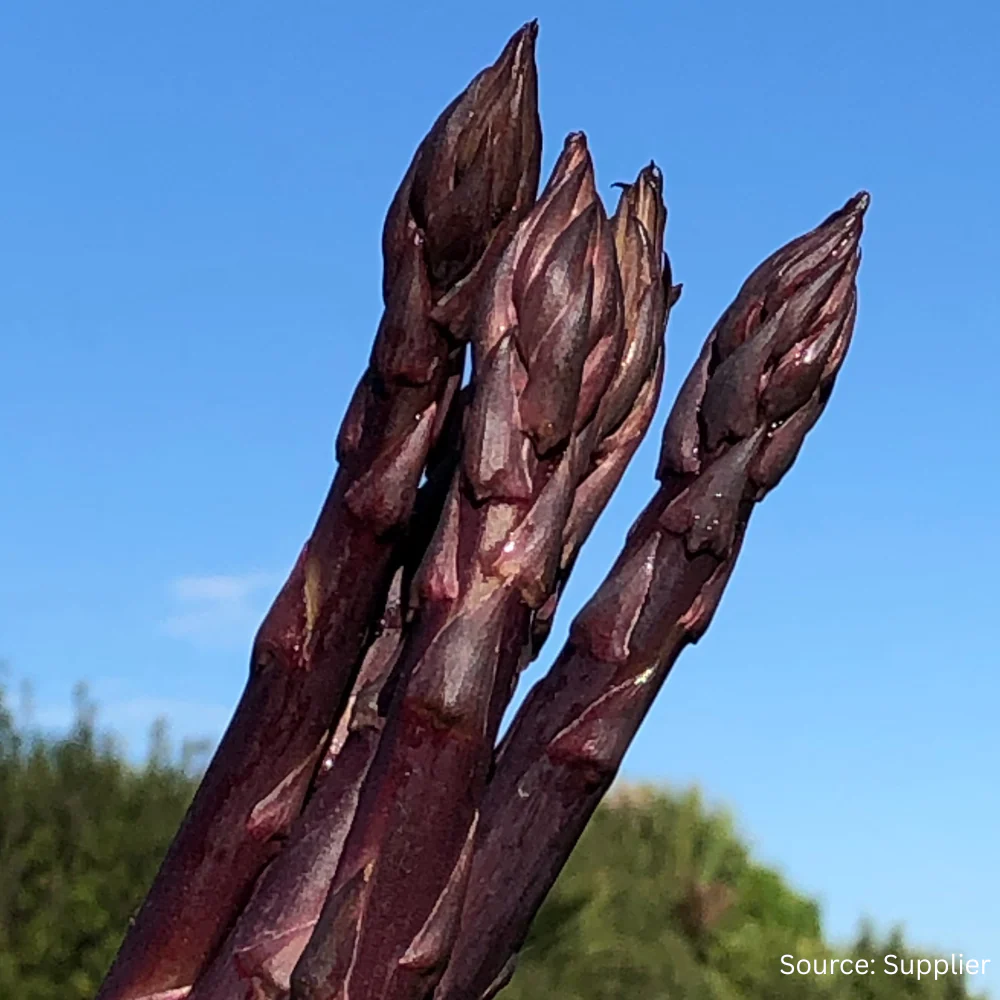 Asparagus Pacific Purple