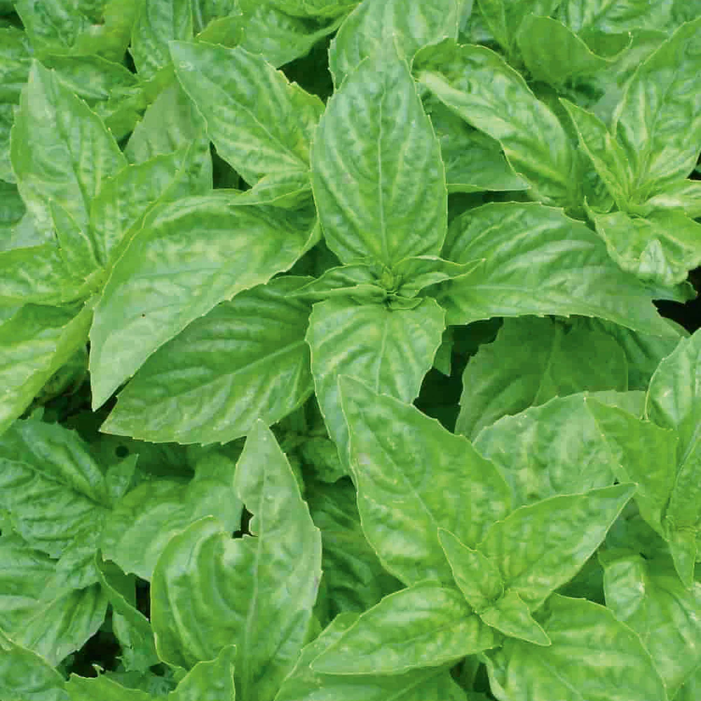 Basil Cinnamon