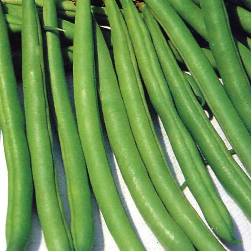 Bean Dwarf Fin de Bagnols