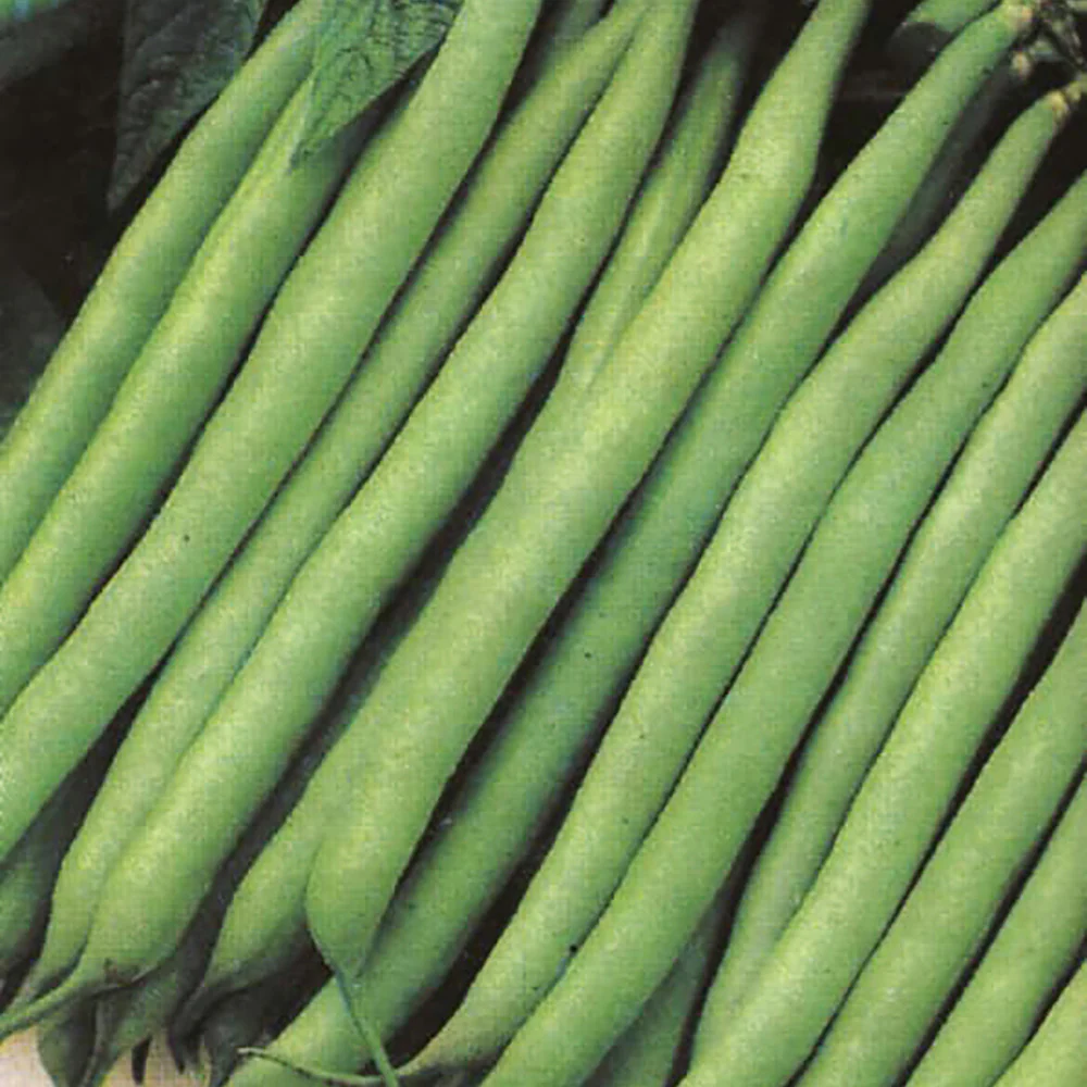 Bean Dwarf Top Crop
