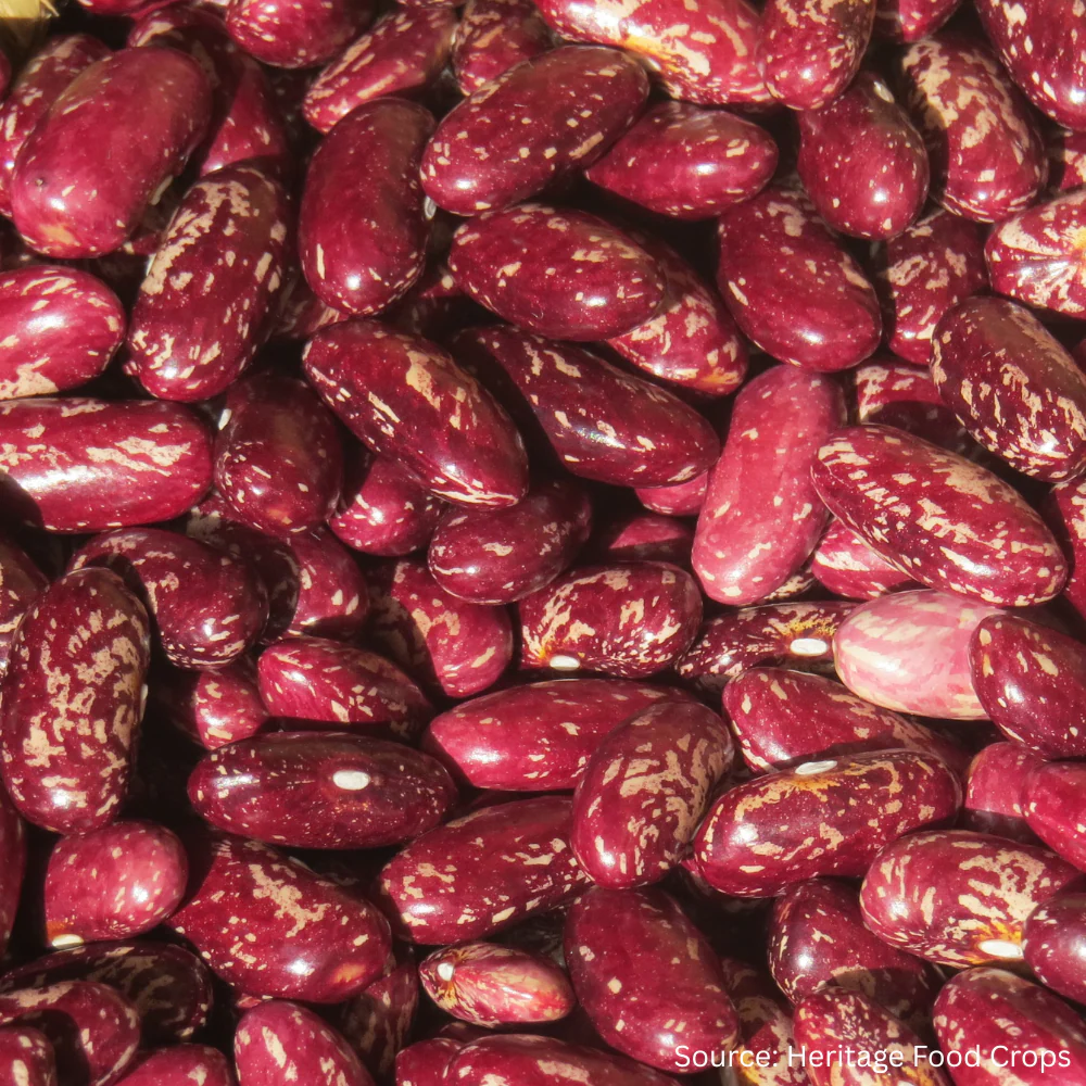 Bean Dwarf Tuscarora Bread