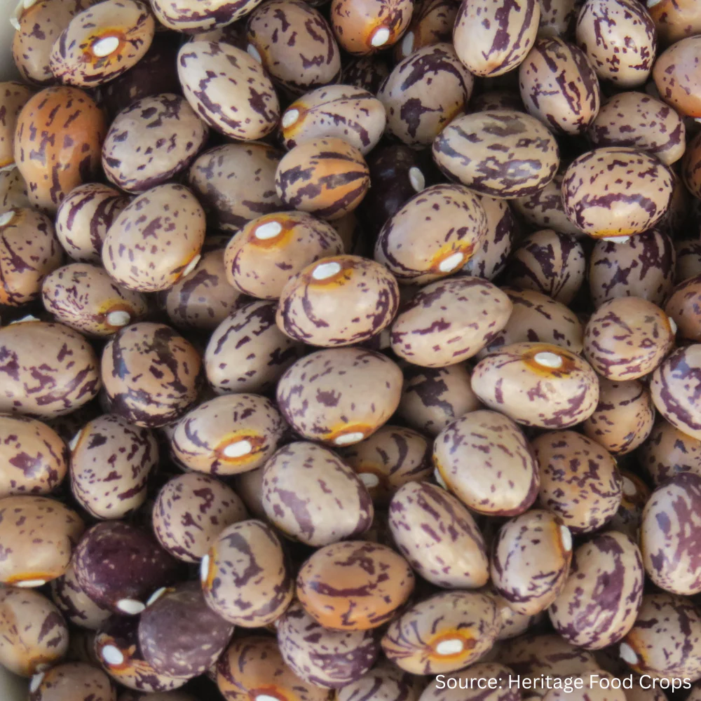 Bean Runner Borlotti Brears
