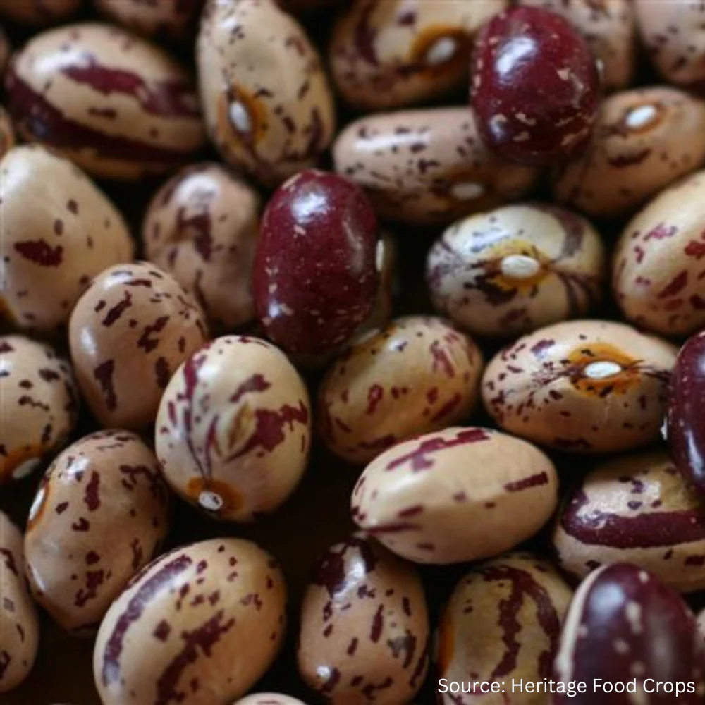 Bean Runner Borlotti Stoppa