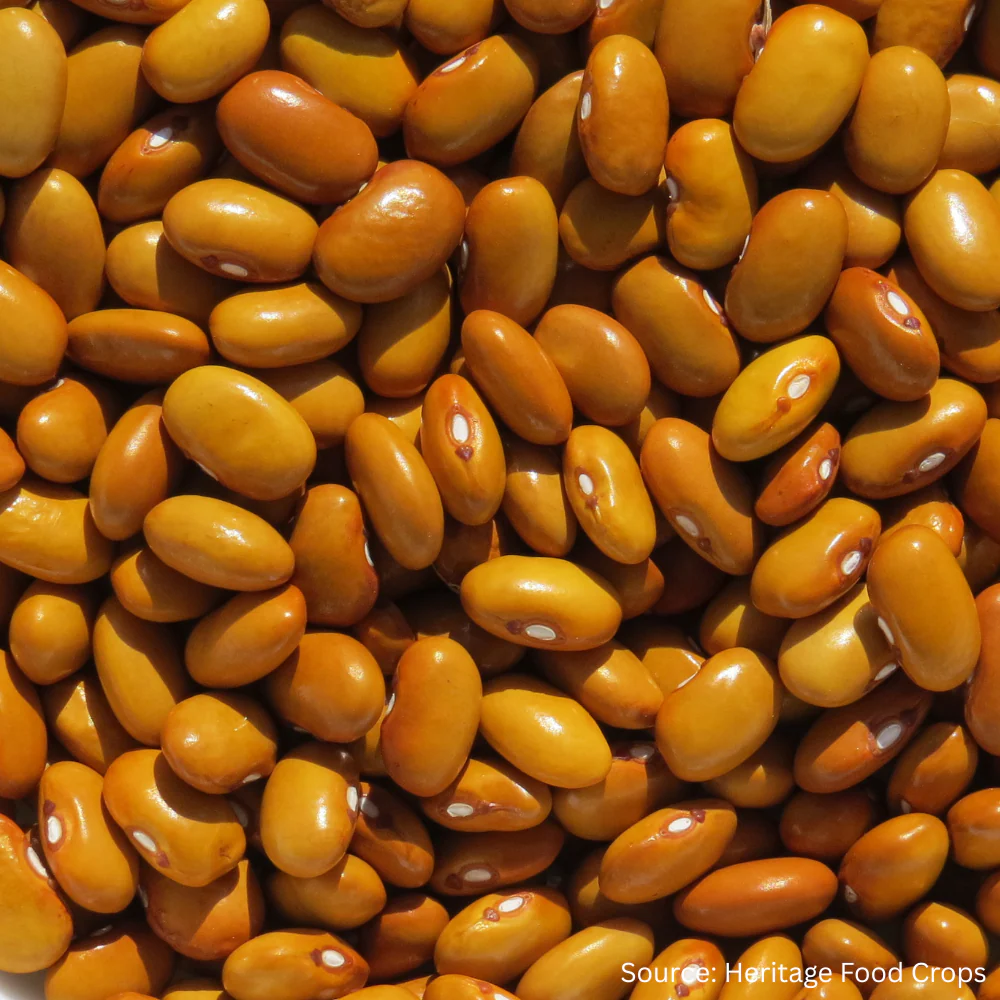 Bean Runner Dutch Brown Soup