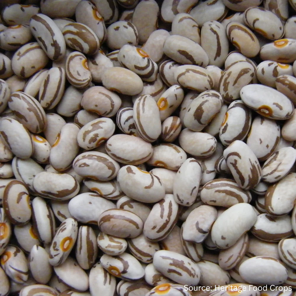 Bean Runner Genuine Cornfield