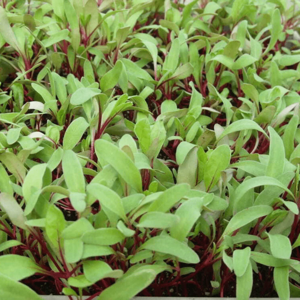 Beet Bulls Blood - Image 2