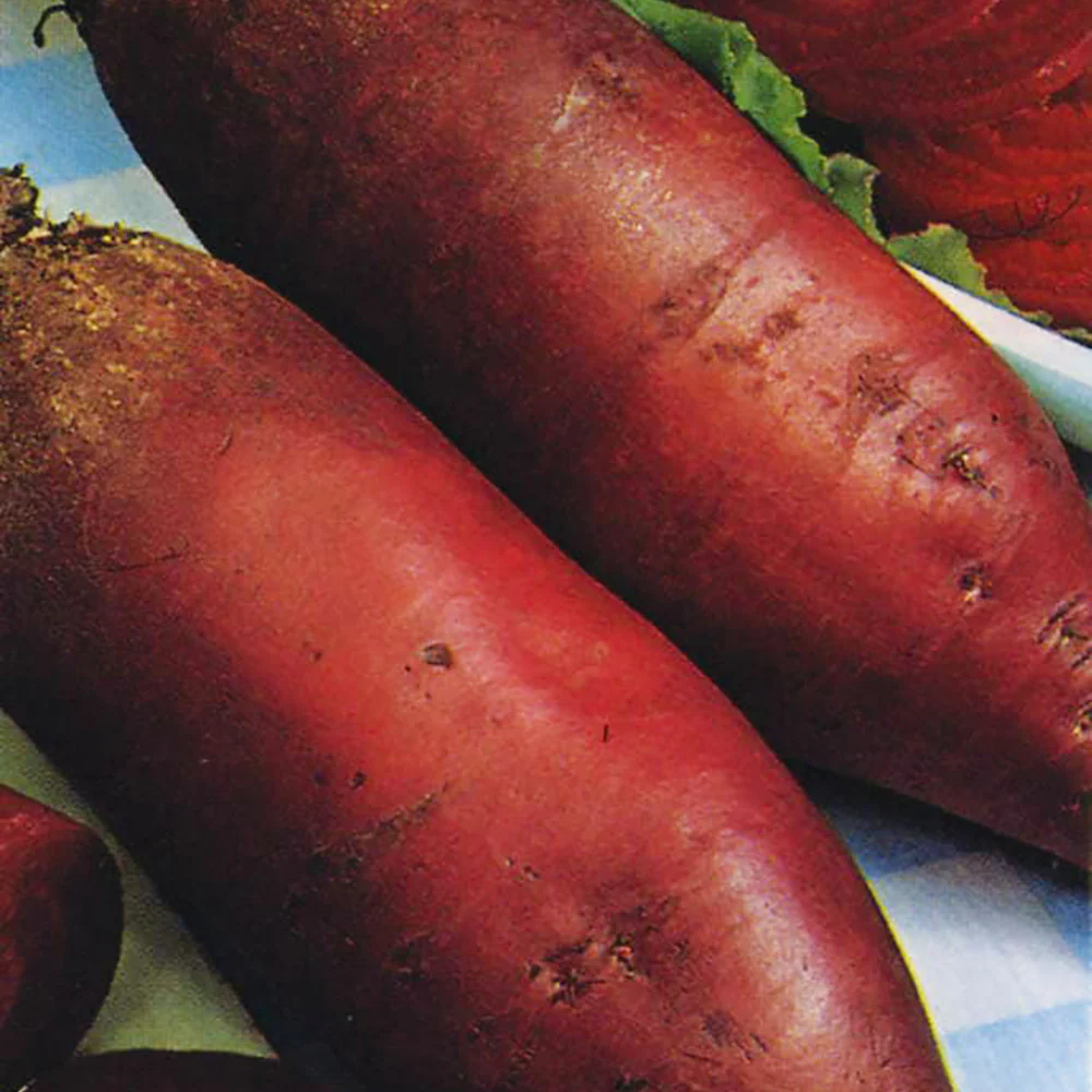 Beetroot Cylindra