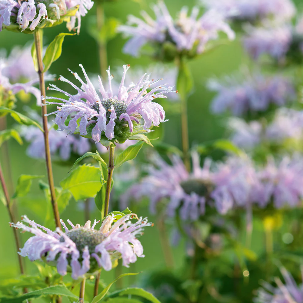 Bergamot Lemon