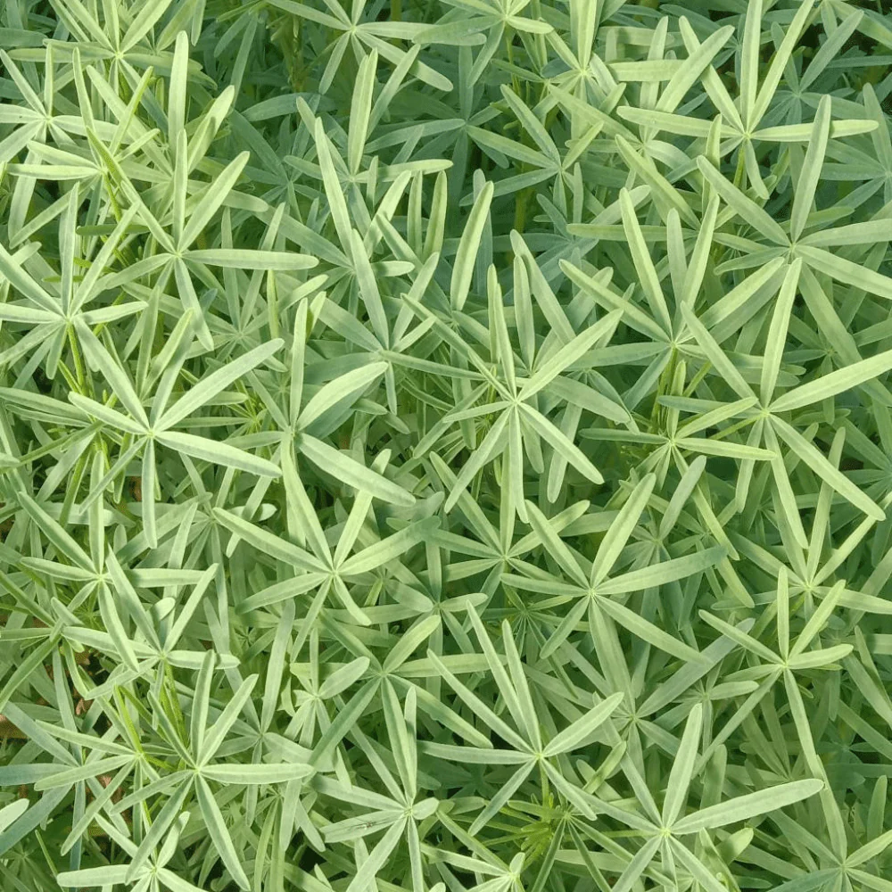 Blue Lupin - Image 3