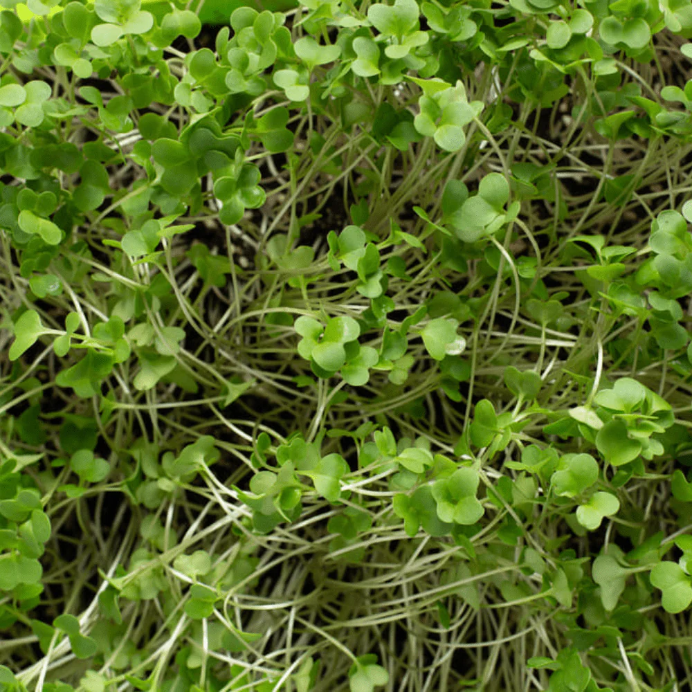 Broccoli for Micros - Image 3