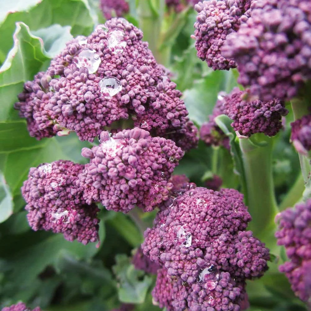 Broccoli Sprouting Summer Purple