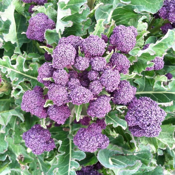 Broccoli Sprouting Winter Rudolph