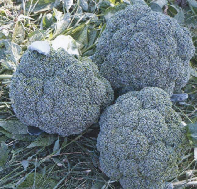 Broccoli Summer Green F1