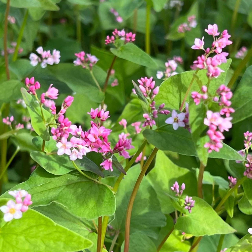 Buckwheat Pink - Image 3