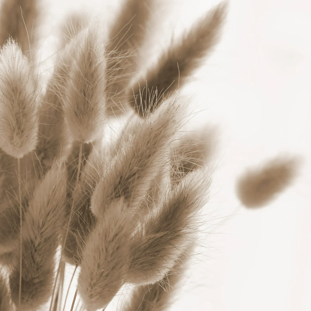 Bunny Tails Grass - Image 3