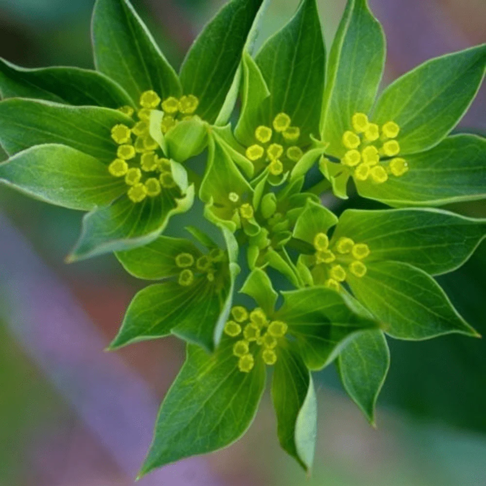 Bupleurum - Image 2