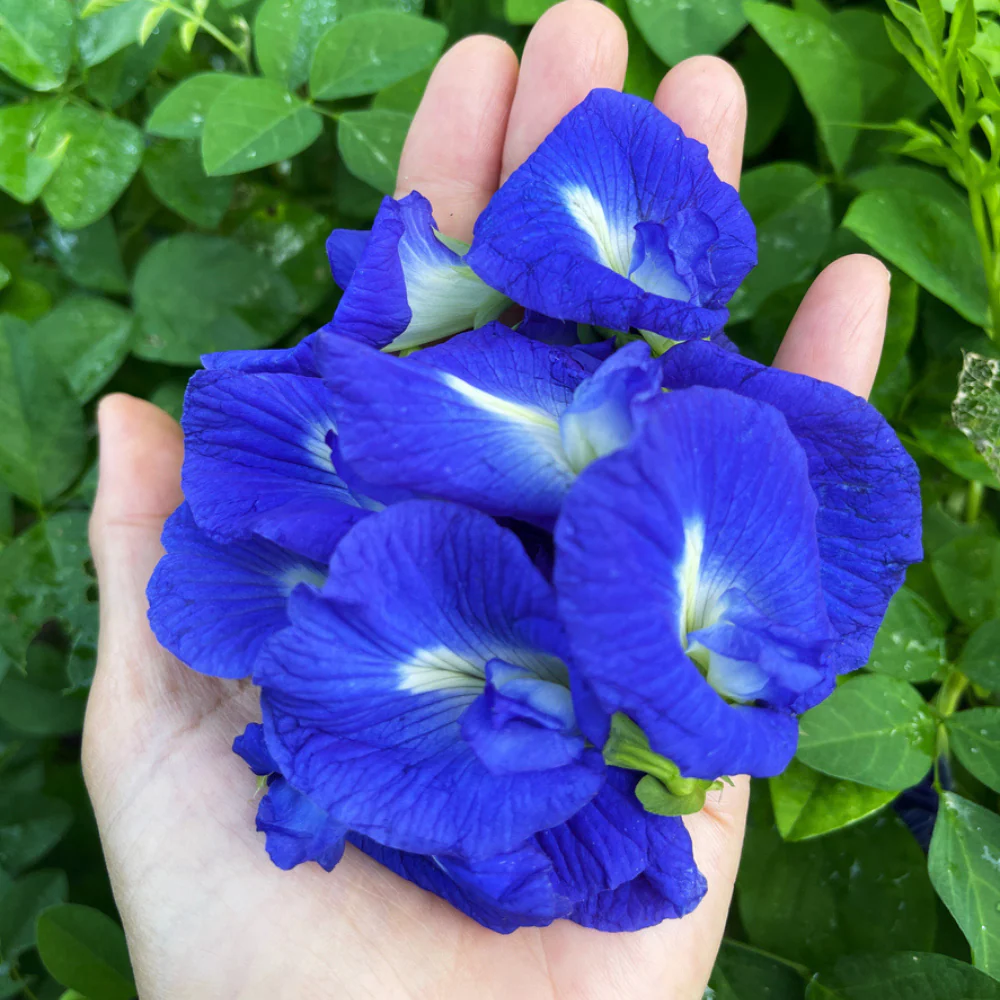Butterfly Pea - Image 3