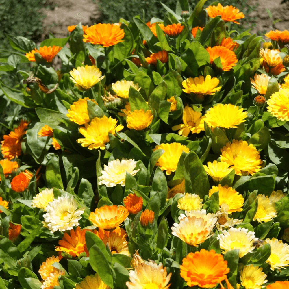 Calendula Dwarf Colours Mix - Image 3