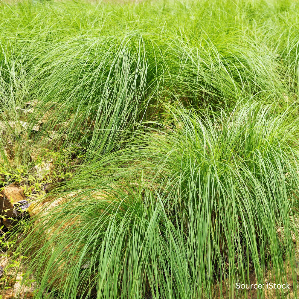 Carex secta (Purei)
