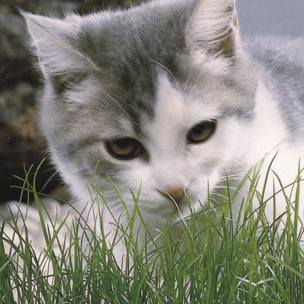 Catgrass - Image 2