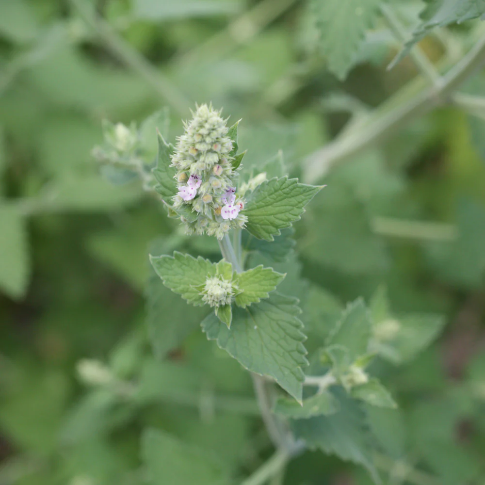 Catnip