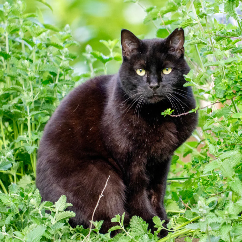 Catnip - Image 3