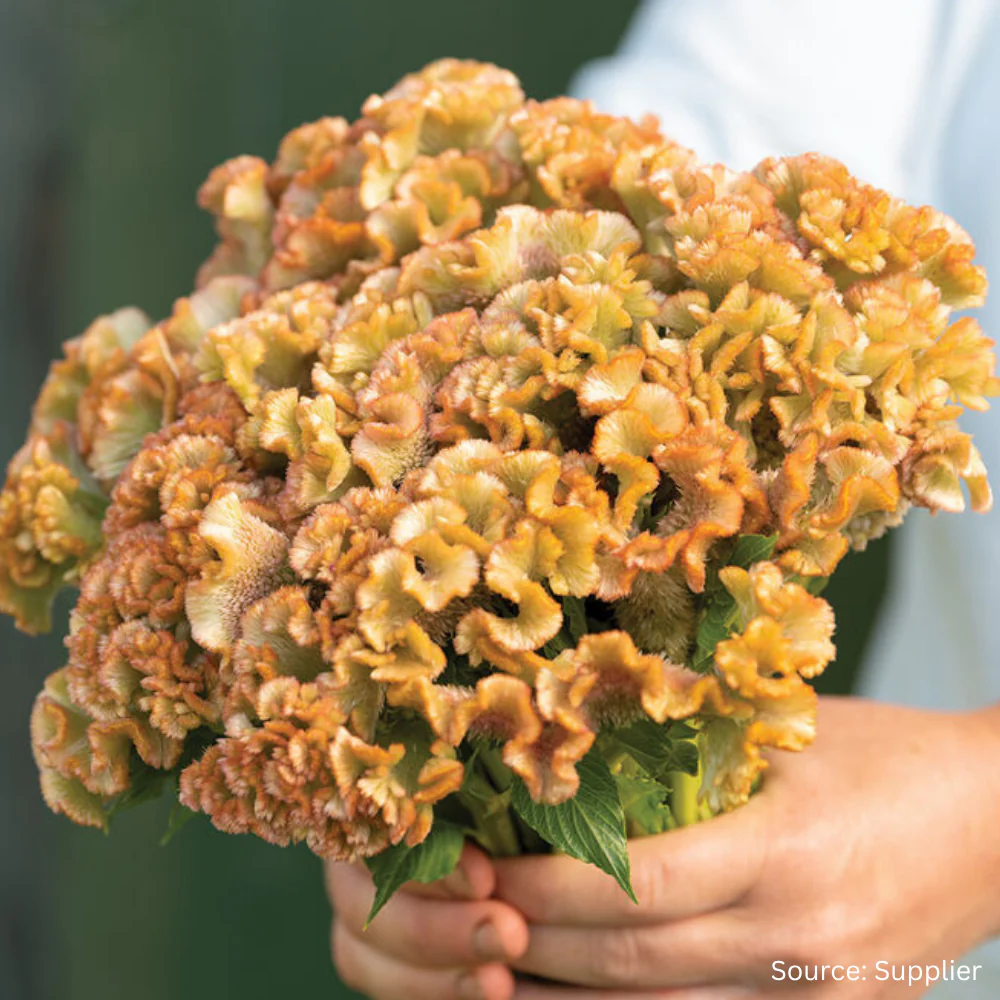 Celosia Crystal Beauty