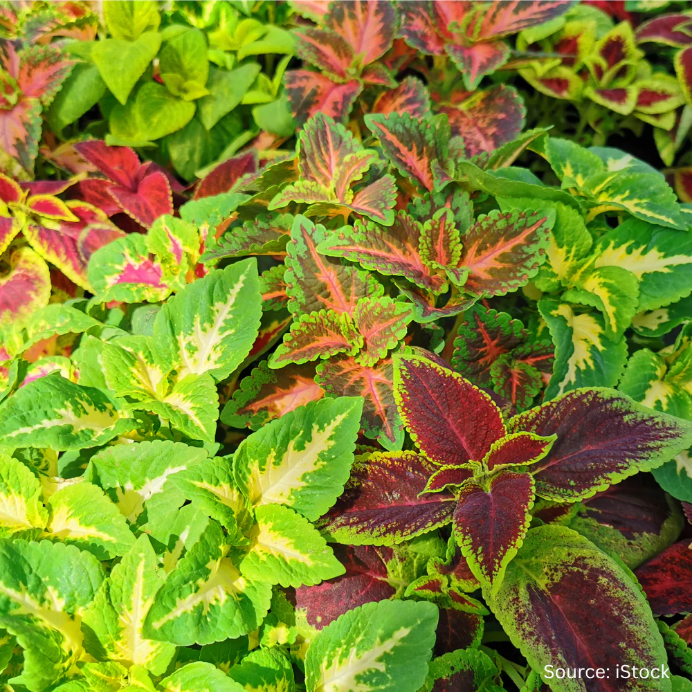 Coleus Mix