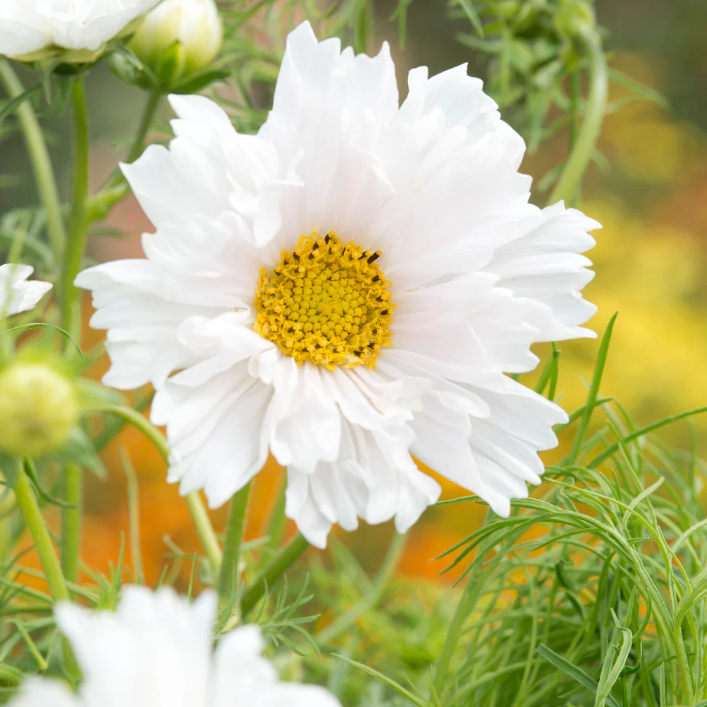 Cosmos Double Dutch White - Image 3
