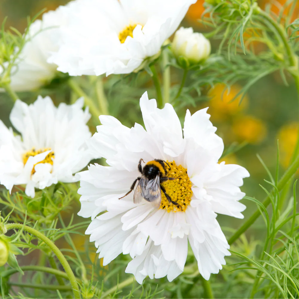 Cosmos Double Dutch White - Image 4