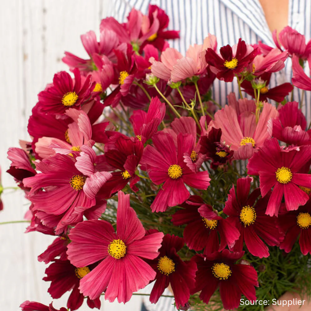 Cosmos Rubenza