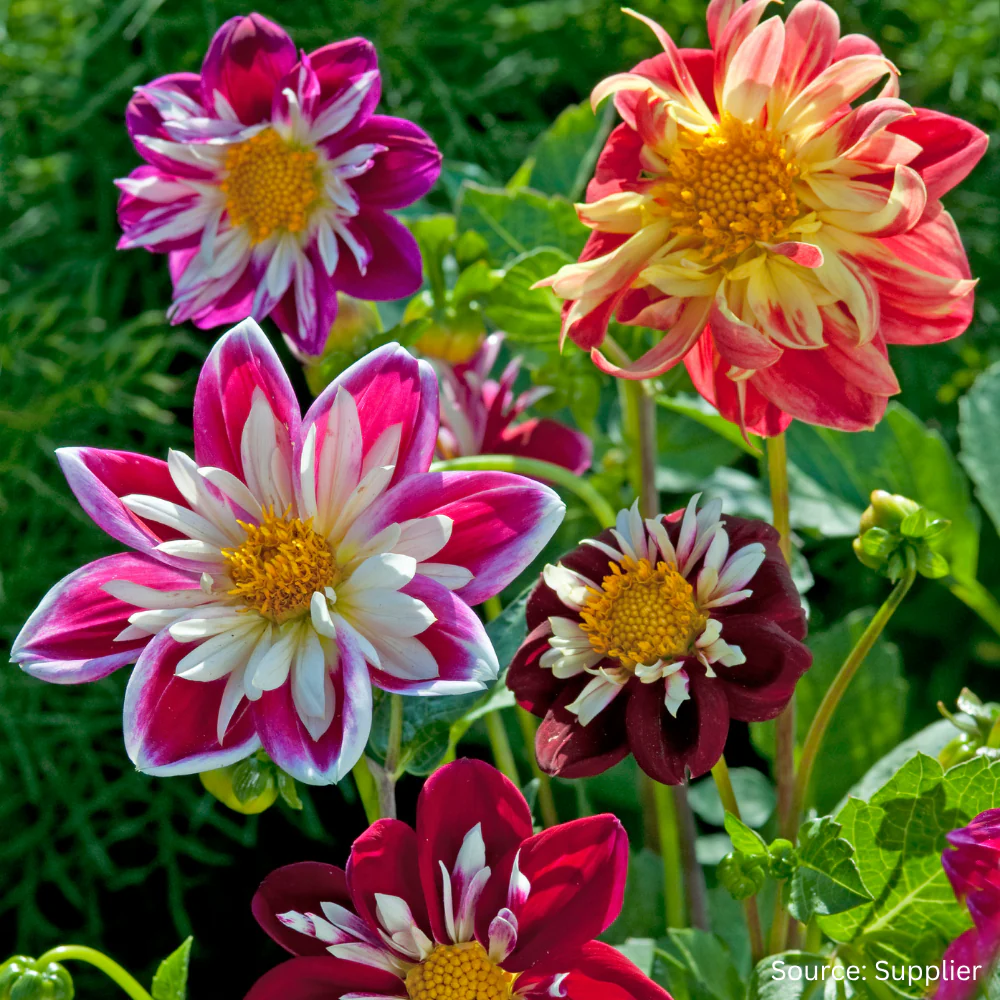 Dahlia Dandy