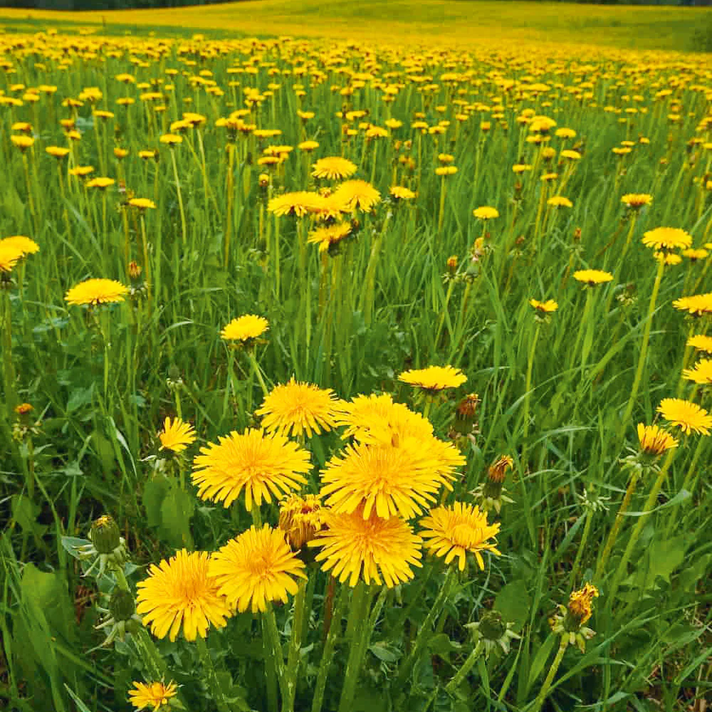 Dandelion