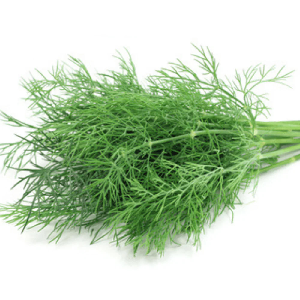 Dill Lena - Image 2