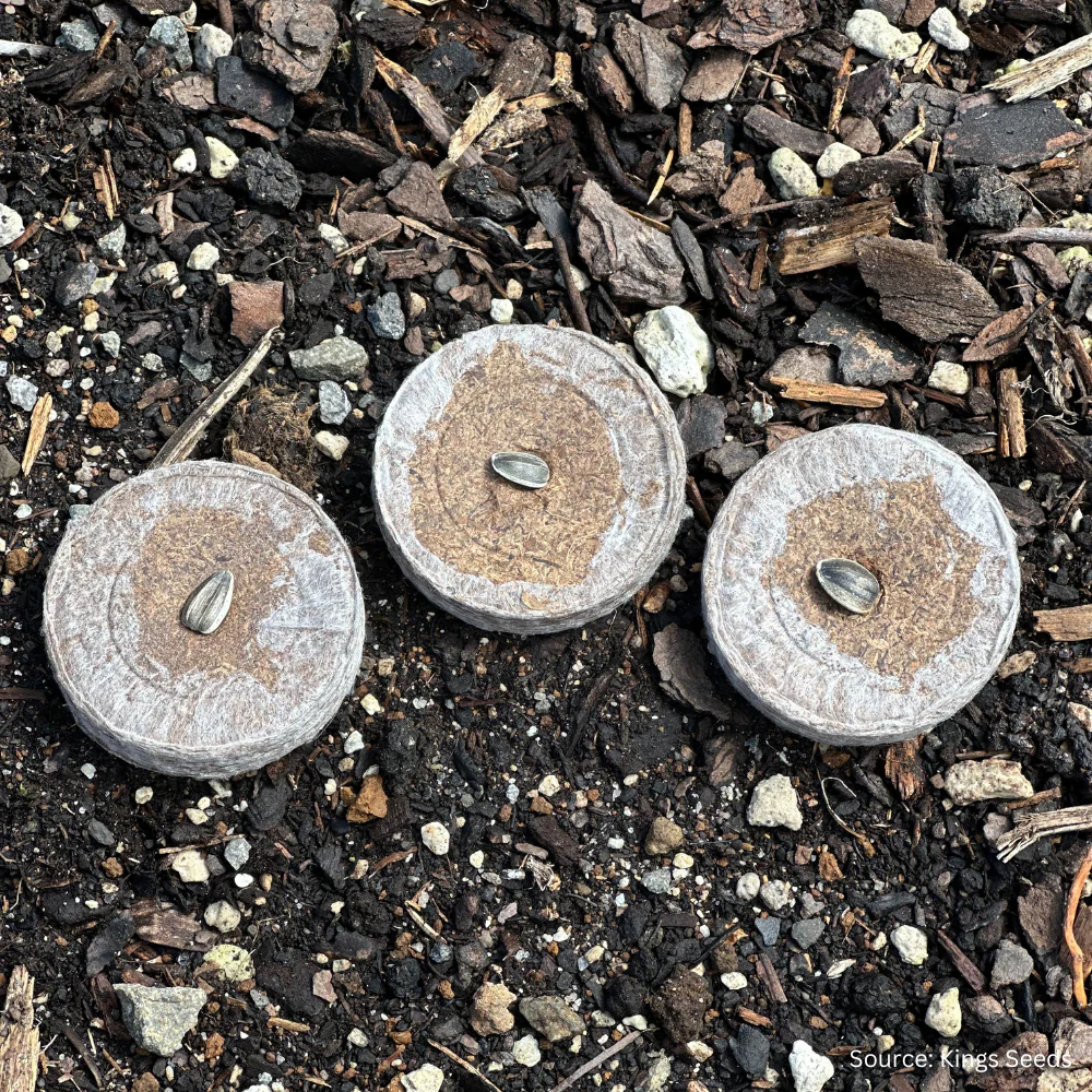 Easi Grow Pellets - Image 3