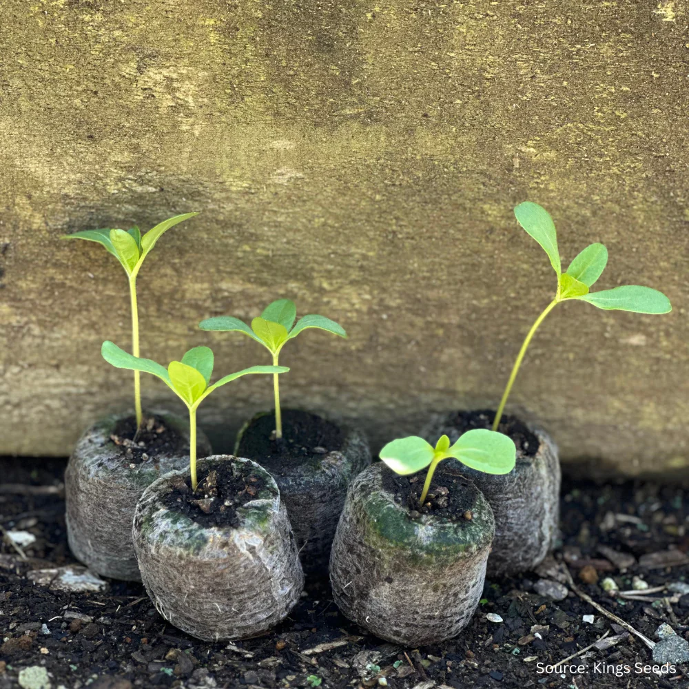 Easi Grow Pellets - Image 5