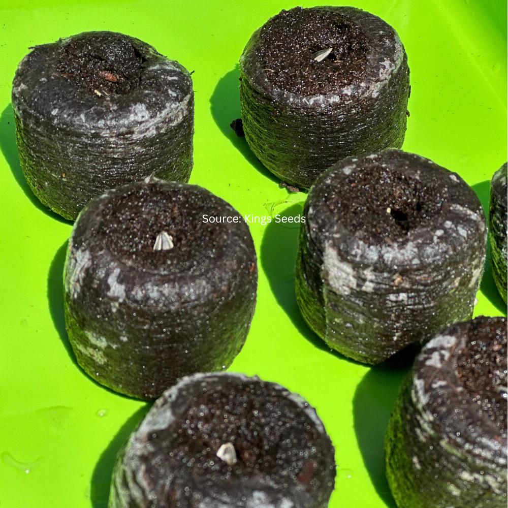 Easi Grow Pellets - Image 7