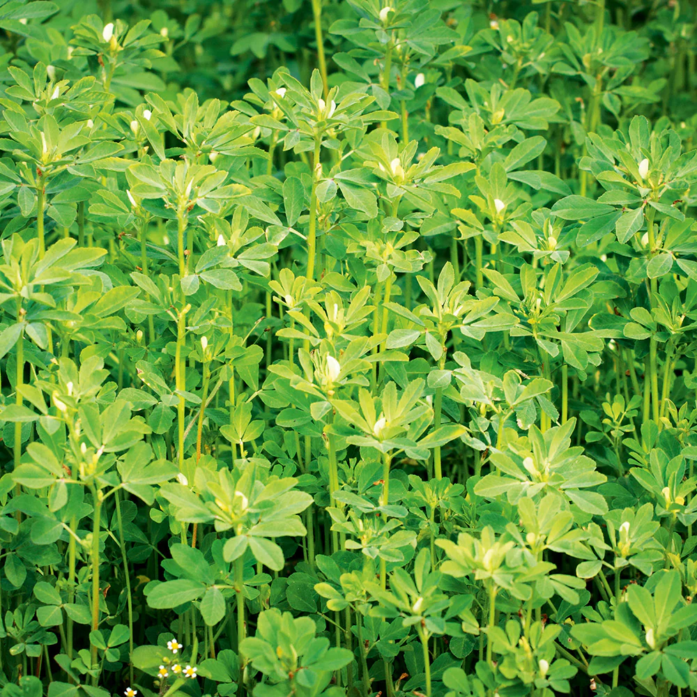 Fenugreek