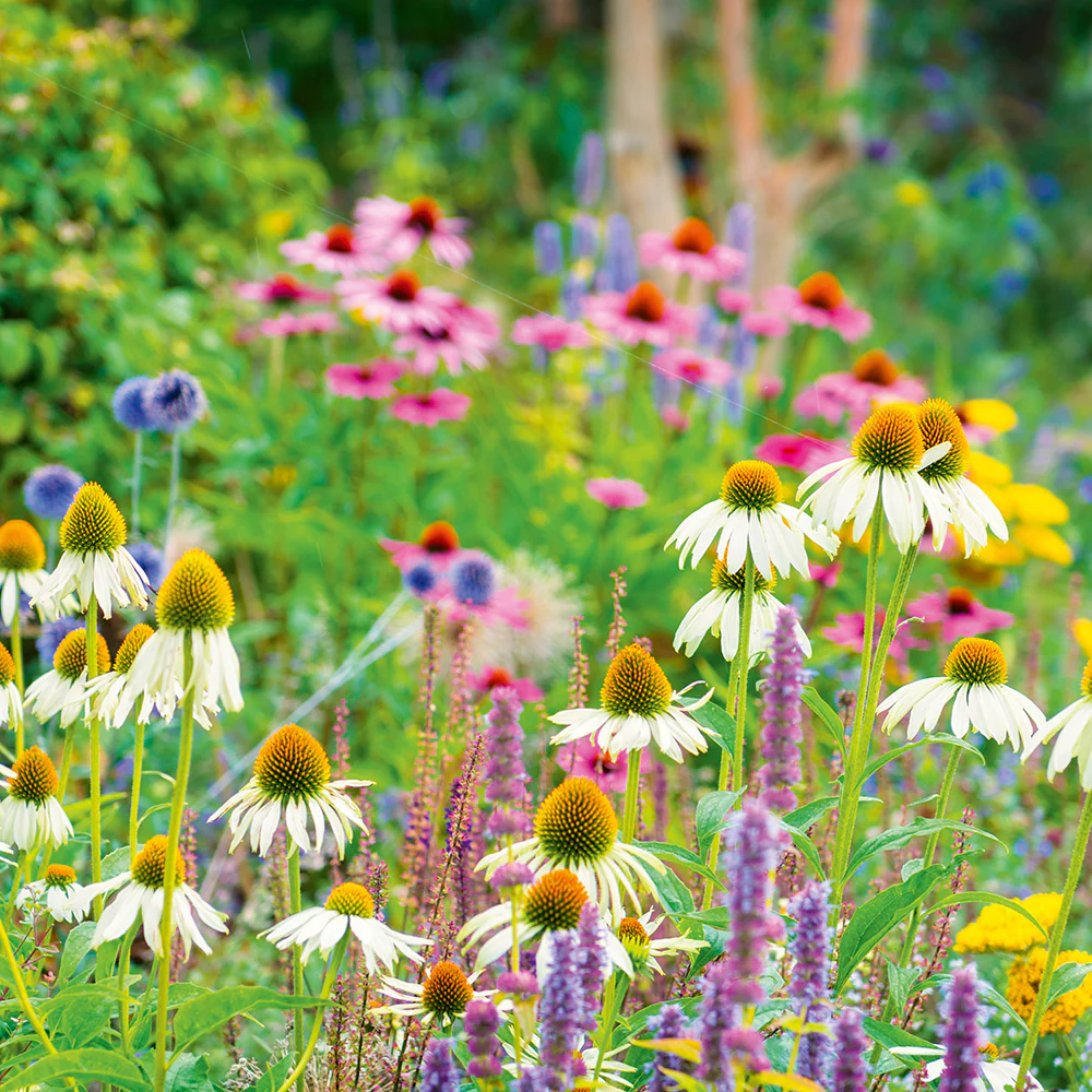 Flowers for Borders