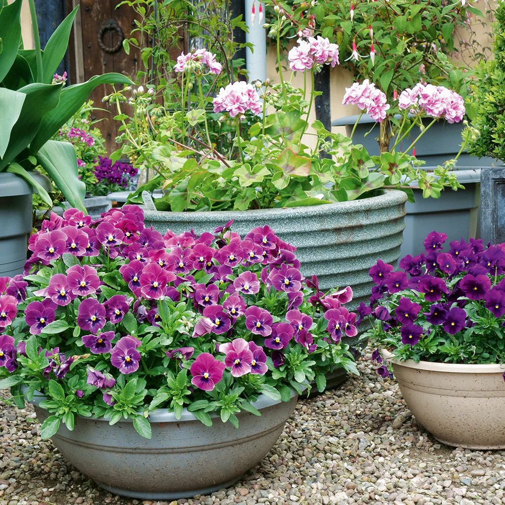 Flowers for Containers