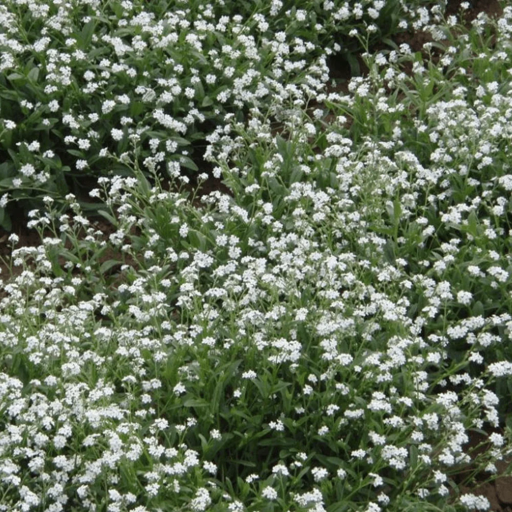 Forget-Me-Not White - Image 2