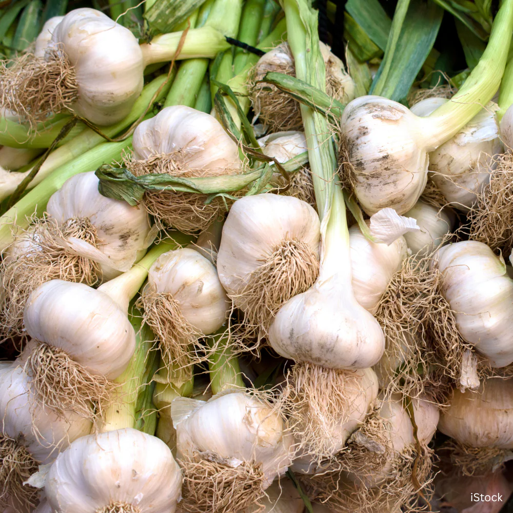 Garlic
