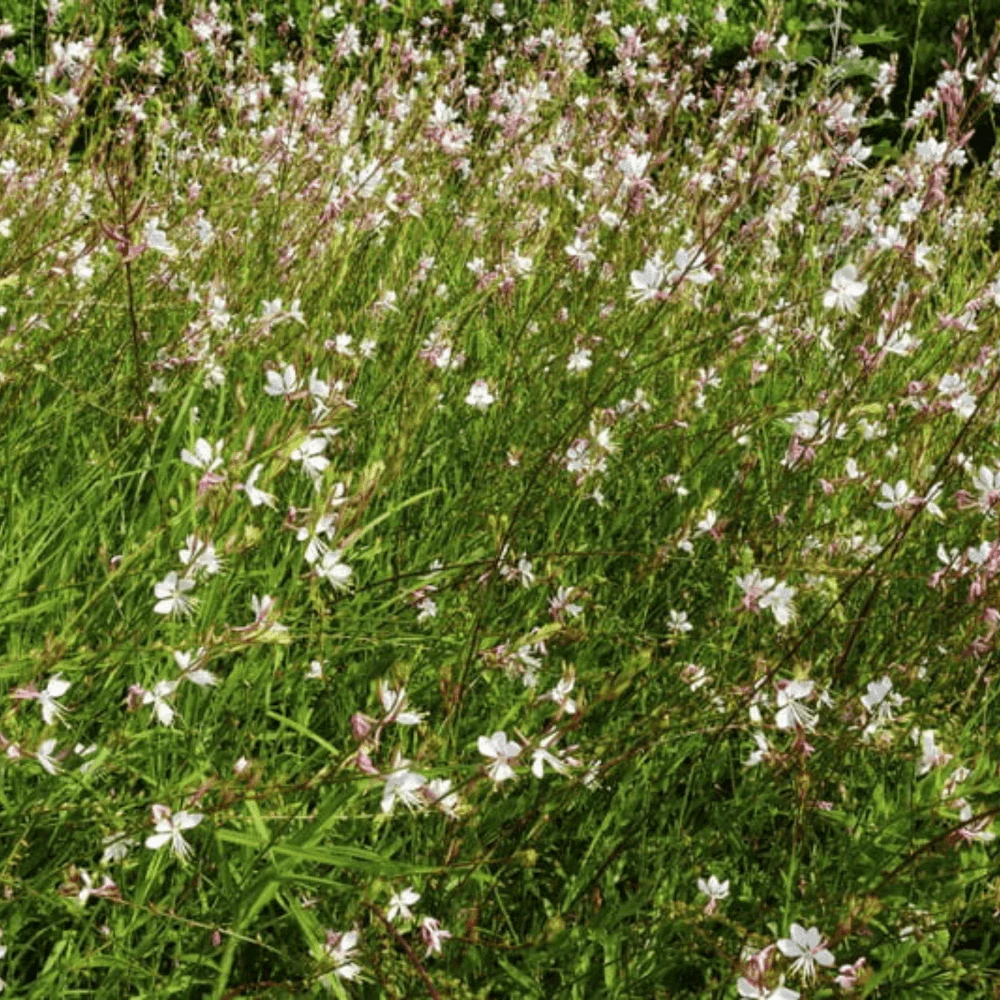 Gaura The Bride - Image 3