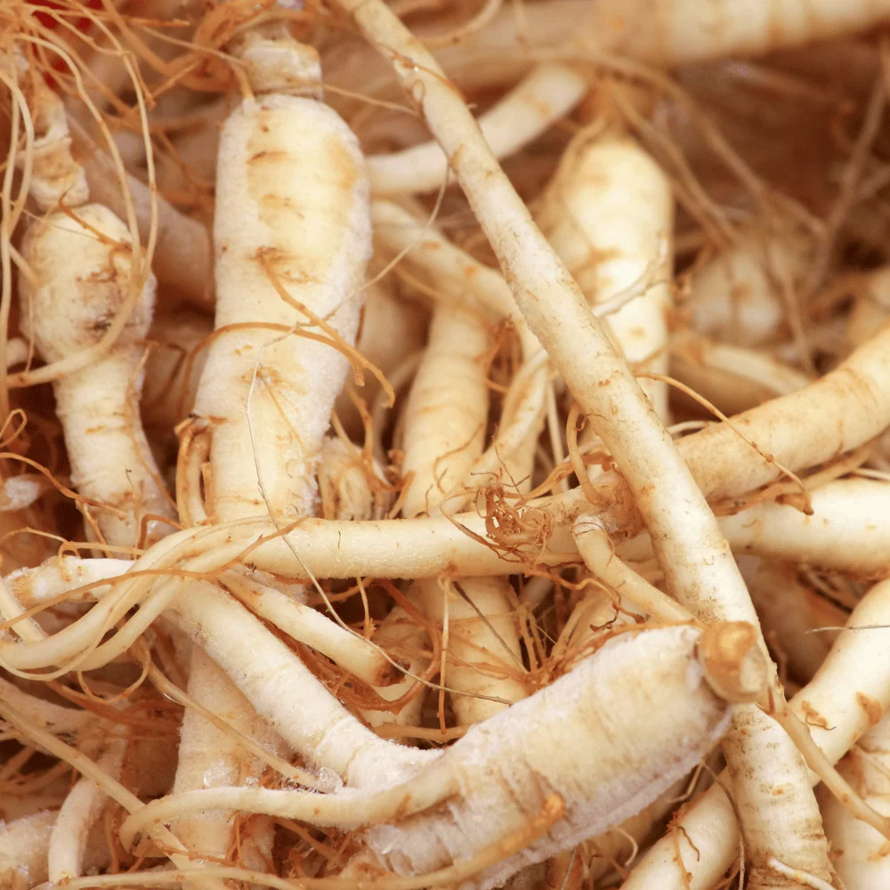 Ginseng - Image 2
