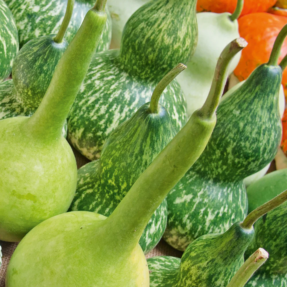 Gourd Large Fruited Mix