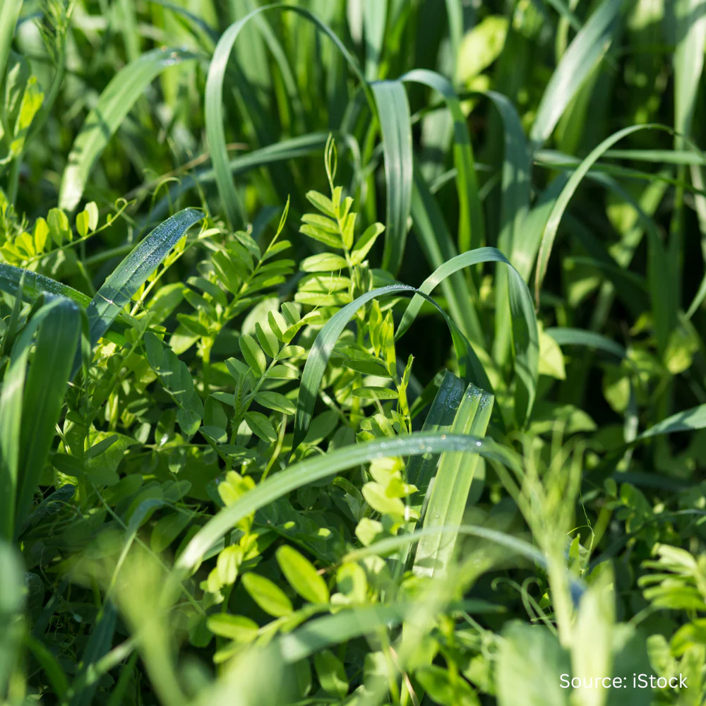 Green Manure