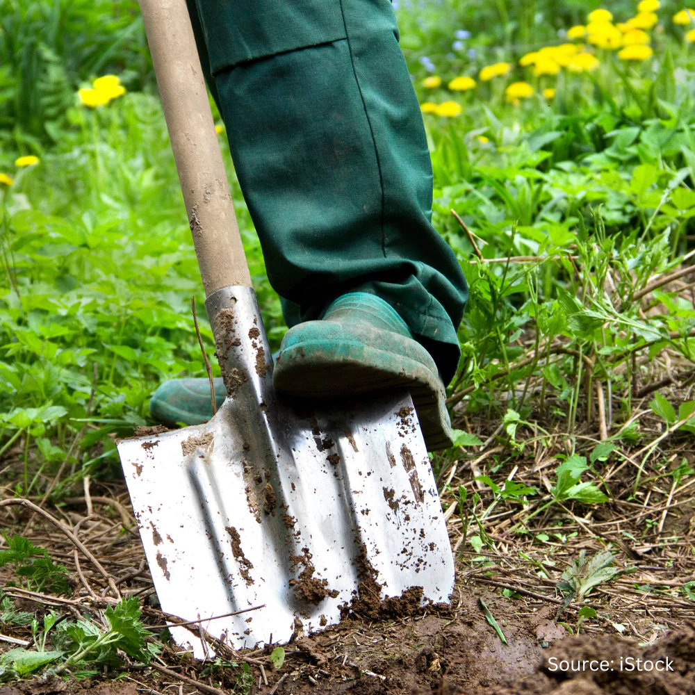 Green Manure Biofumigant Blend