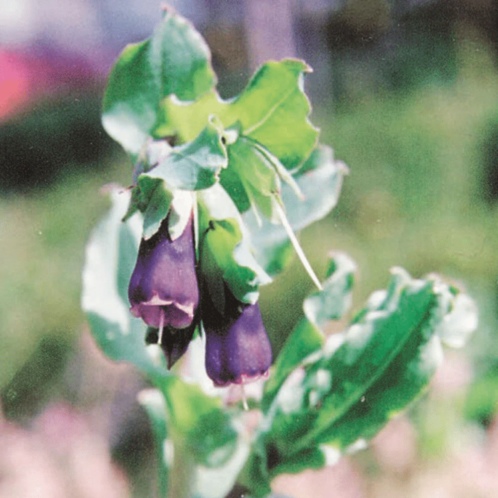 Honeywort Pride of Gibraltar - Image 3